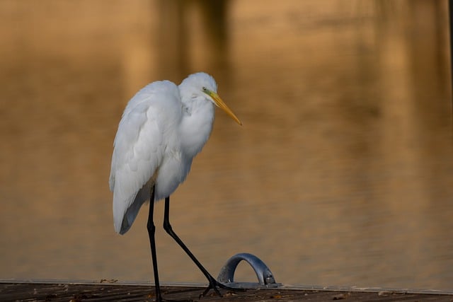 Free download egret bird nature great egret free picture to be edited with GIMP free online image editor