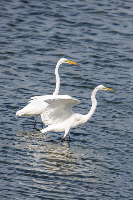 Free download egret birds water birds waterfowls free picture to be edited with GIMP free online image editor