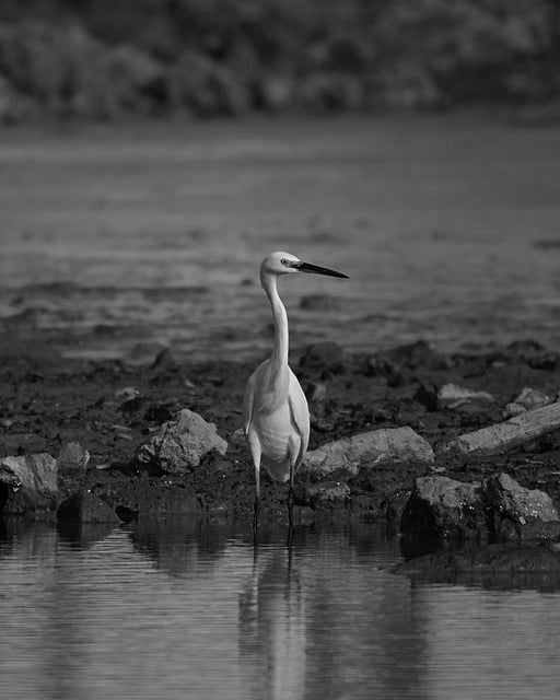 Free download egret birds white lakeside free picture to be edited with GIMP free online image editor