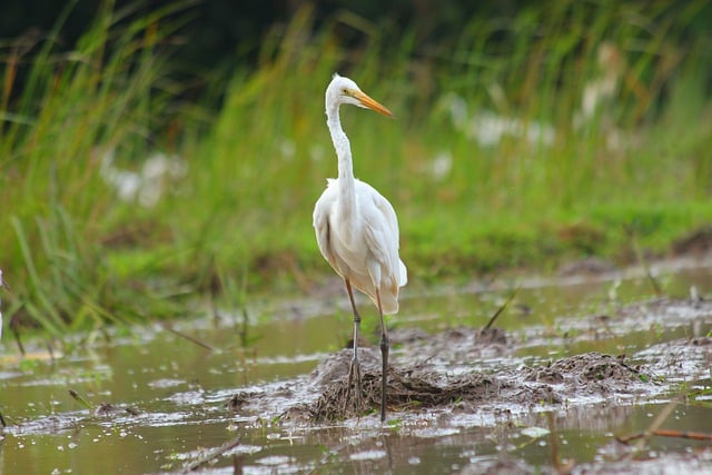 Free download egret bird wildlife waterbird free picture to be edited with GIMP free online image editor