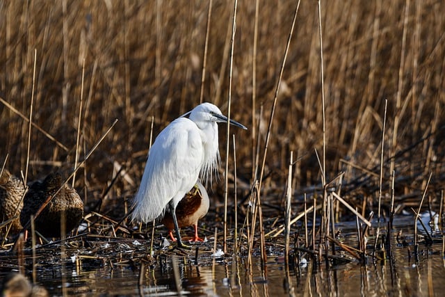 Free download egret heron bird animal free picture to be edited with GIMP free online image editor