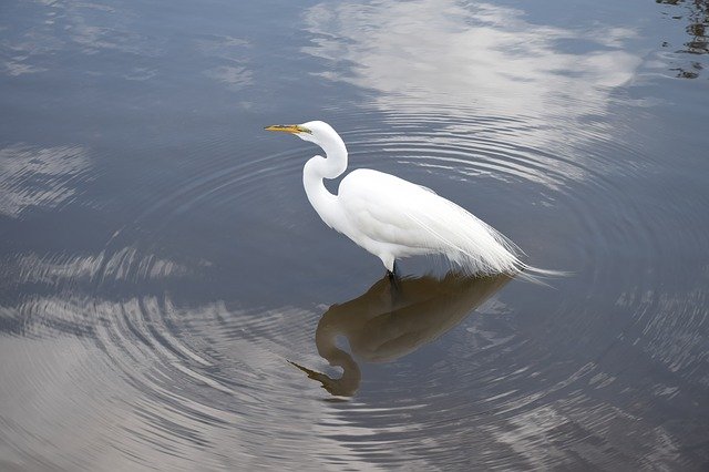 Free download Egret Snowy White -  free photo or picture to be edited with GIMP online image editor