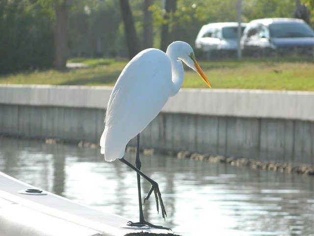 Free download Egret Stork Bird -  free photo or picture to be edited with GIMP online image editor