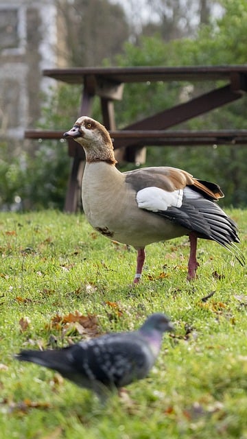 Free download egyptian goose pigeon large bird free picture to be edited with GIMP free online image editor