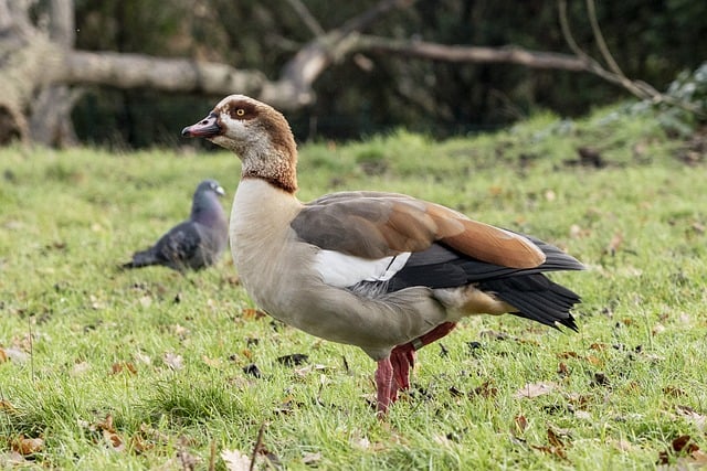 Free download egyptian goose pigeon standing free picture to be edited with GIMP free online image editor