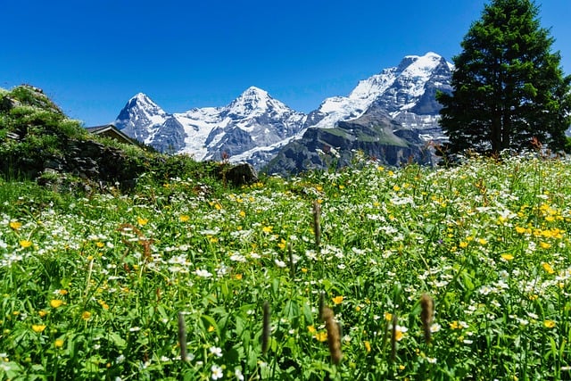 Free download eiger bernese alps mountain free picture to be edited with GIMP free online image editor