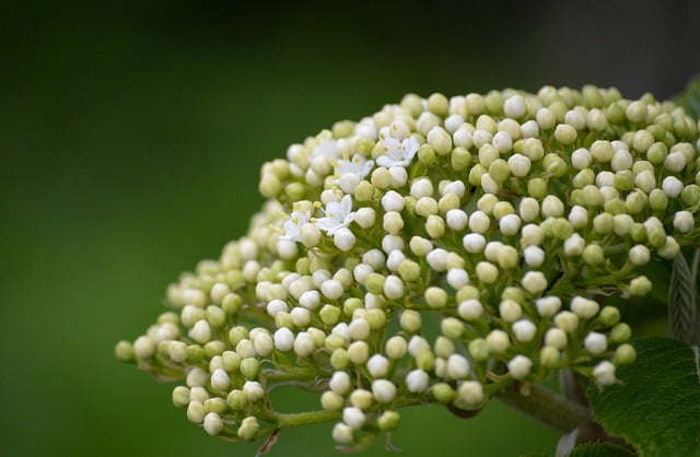 Free download elderberry buds elderflower free picture to be edited with GIMP free online image editor