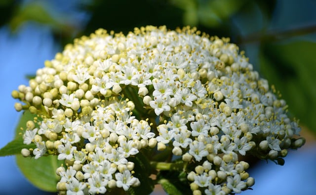 Free download elder elderberry buds shrub free picture to be edited with GIMP free online image editor