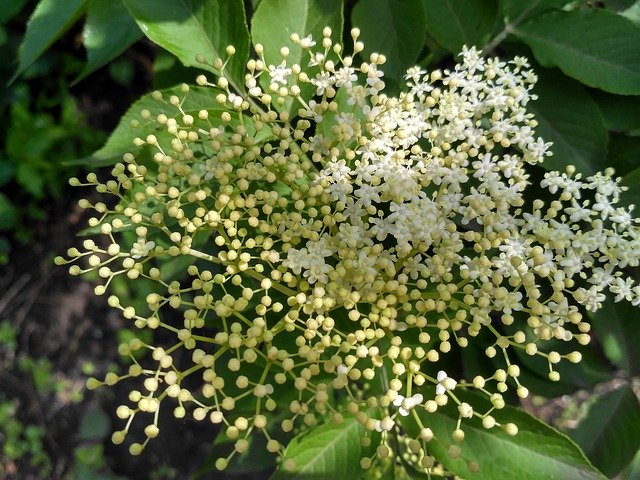 Libreng download Elderflower Flower White - libreng larawan o larawan na ie-edit gamit ang GIMP online na editor ng imahe