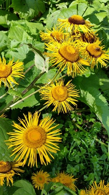 Free download Elecampane Flowers Yellow -  free photo or picture to be edited with GIMP online image editor