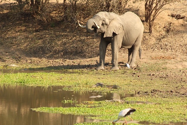 Free download elephant africa drinking free picture to be edited with GIMP free online image editor