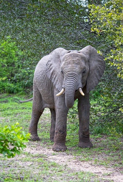 Free download elephant african elephant africa free picture to be edited with GIMP free online image editor