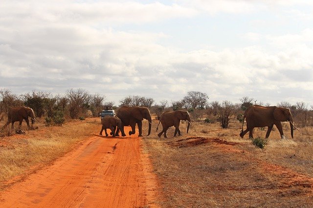 Free download Elephant Africa Safari Tsavo -  free photo or picture to be edited with GIMP online image editor