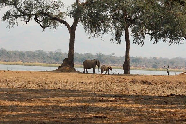 Free download elephant africa trees landscape free picture to be edited with GIMP free online image editor