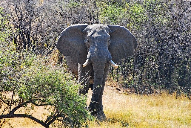 Free download Elephant Africa Wild -  free photo or picture to be edited with GIMP online image editor