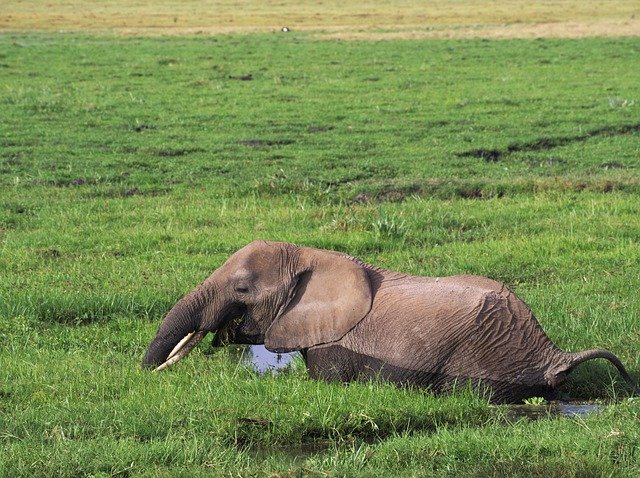 Free download Elephant Amboseli Africa -  free photo or picture to be edited with GIMP online image editor