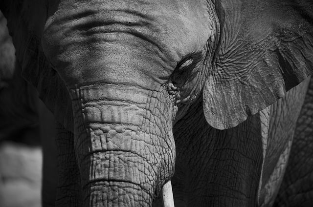 Free download elephant animal mammal wild trunk free picture to be edited with GIMP free online image editor