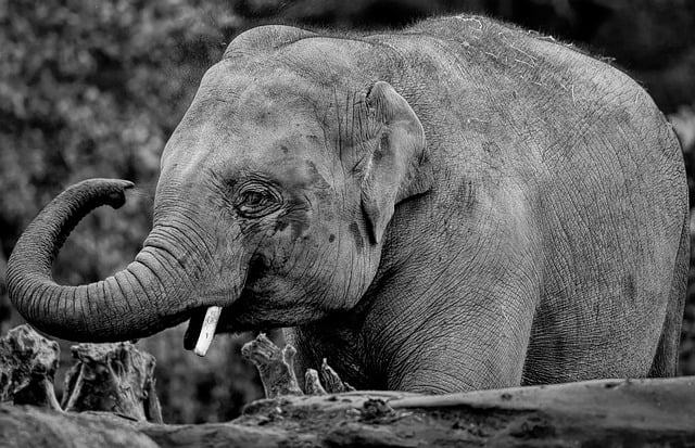 Free download elephant baby elephant pachyderm free picture to be edited with GIMP free online image editor