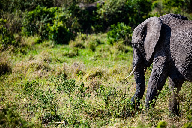 Free download elephant calf big five feline free picture to be edited with GIMP free online image editor