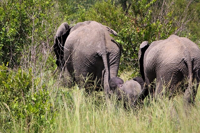 Free download elephant calf walking free picture to be edited with GIMP free online image editor