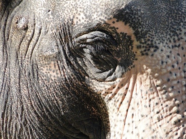 ດາວ​ໂຫຼດ​ຟຣີ Elephant Eye - ຮູບ​ພາບ​ຟຣີ​ຫຼື​ຮູບ​ພາບ​ທີ່​ຈະ​ໄດ້​ຮັບ​ການ​ແກ້​ໄຂ​ກັບ GIMP ອອນ​ໄລ​ນ​໌​ບັນ​ນາ​ທິ​ການ​ຮູບ​ພາບ​