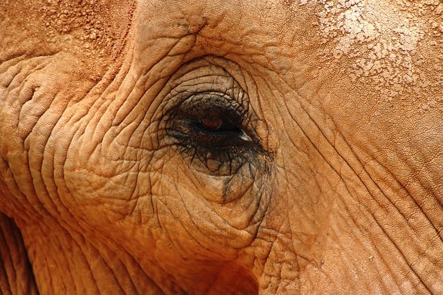 Free download elephant eye mammal pachyderm free picture to be edited with GIMP free online image editor