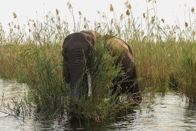 Free download elephant grass flow safari africa free picture to be edited with GIMP free online image editor