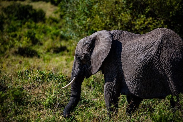 Free download elephant pachyderm big five mammal free picture to be edited with GIMP free online image editor