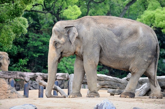 Free download elephant pachyderm mammal animal free picture to be edited with GIMP free online image editor