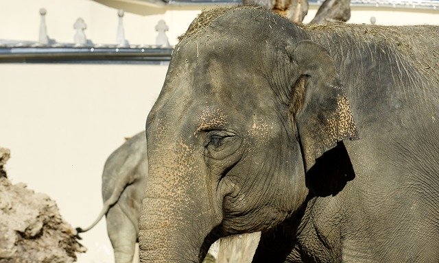 Free download Elephant Proboscis Pachyderm -  free photo or picture to be edited with GIMP online image editor