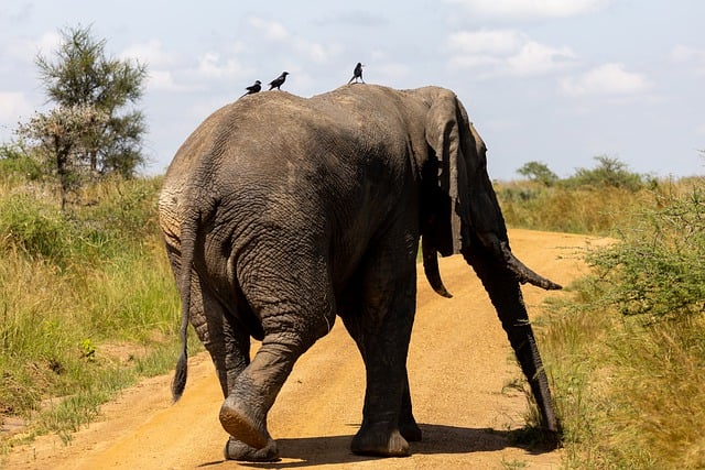 Free download elephant running road national park free picture to be edited with GIMP free online image editor