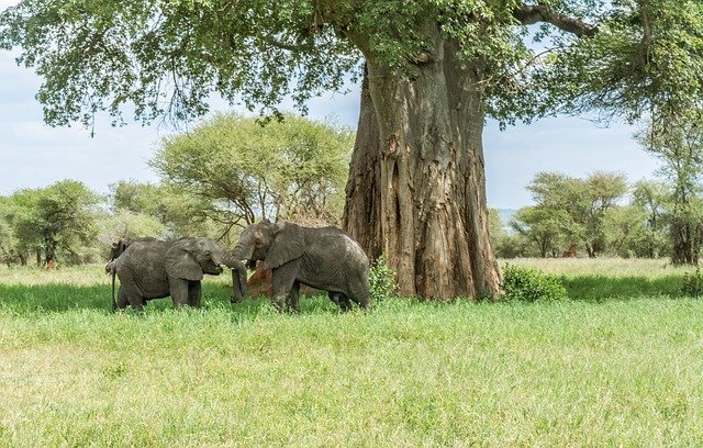 Free download Elephant Safari Africa -  free photo or picture to be edited with GIMP online image editor