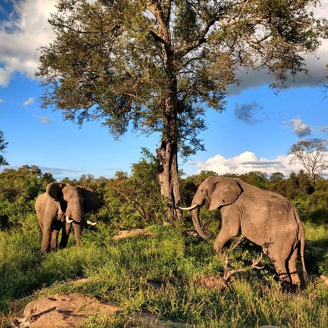 Free download Elephants Africa Safari -  free photo or picture to be edited with GIMP online image editor