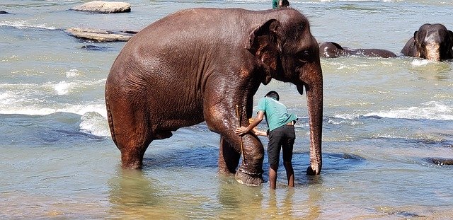 Free download Elephants Bathing Sri -  free photo or picture to be edited with GIMP online image editor