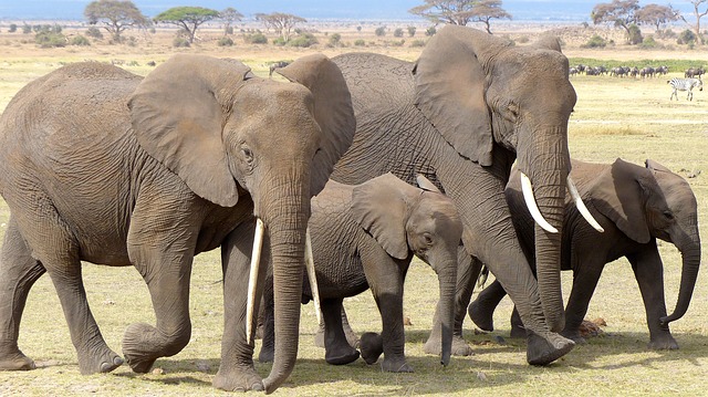 Free download elephants kenya amboseli np free picture to be edited with GIMP free online image editor