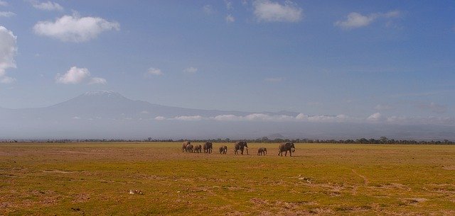 Free download Elephants Kilimanjaro Climate -  free photo or picture to be edited with GIMP online image editor