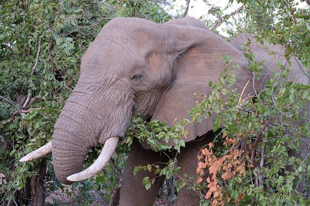 Free download Elephant South Africa Kruger -  free photo or picture to be edited with GIMP online image editor