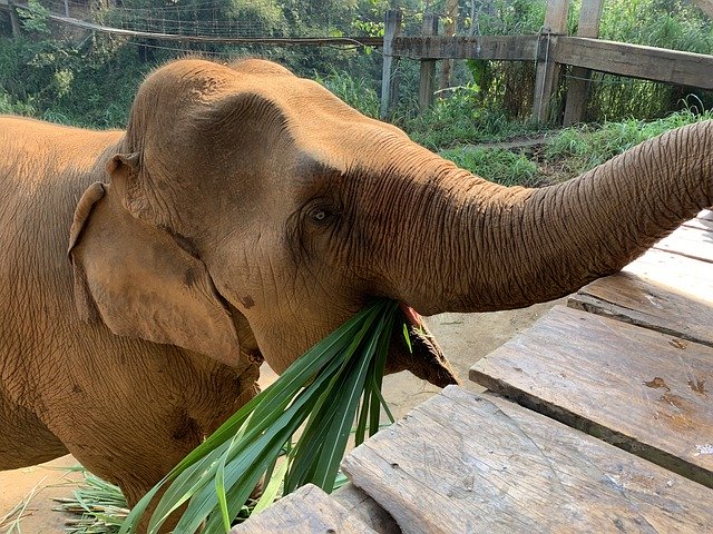 Free download Elephants Thailand -  free photo or picture to be edited with GIMP online image editor