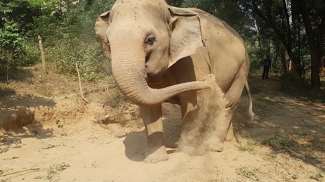 Free download Elephant Thailand Forest -  free photo or picture to be edited with GIMP online image editor