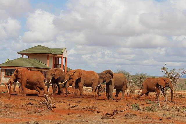 Free download Elephant Water Hole Africa Tsavo -  free photo or picture to be edited with GIMP online image editor