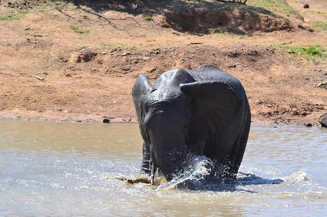 Free download Elephant Water Splash -  free photo or picture to be edited with GIMP online image editor