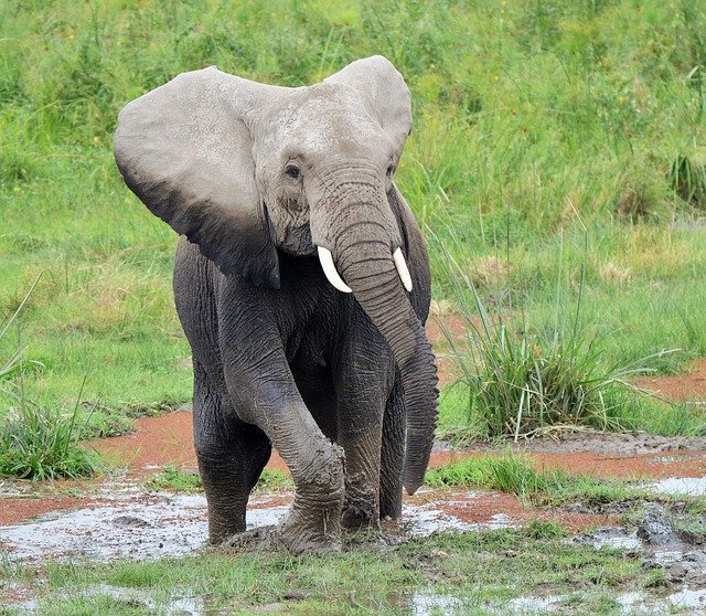 Free download Elephant Wildlife Africa -  free photo or picture to be edited with GIMP online image editor