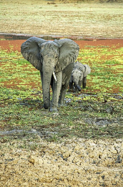 Free download elephant wildlife safari zambia free picture to be edited with GIMP free online image editor