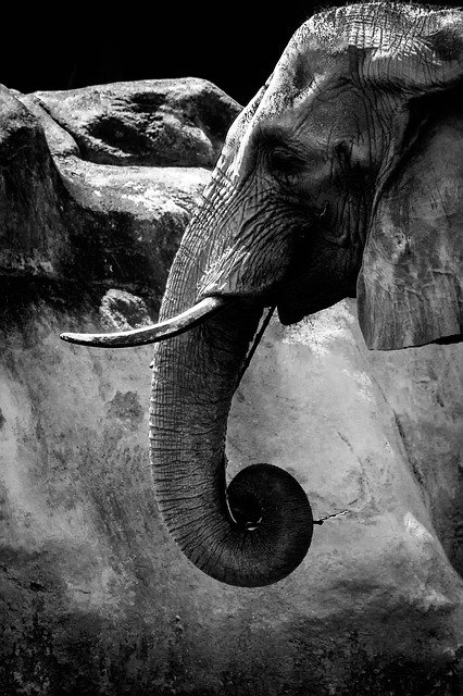 Free download Elephant Wild Safari -  free photo or picture to be edited with GIMP online image editor