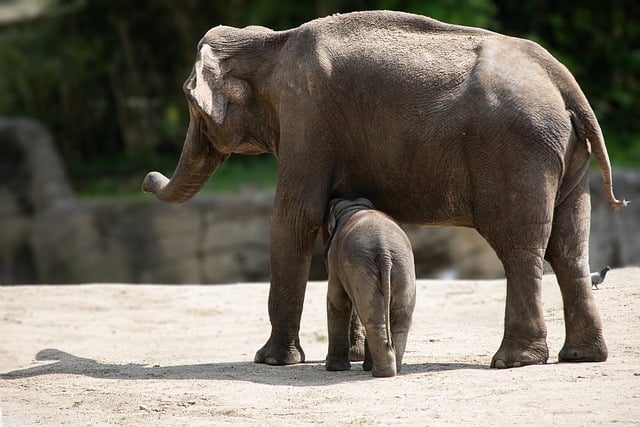 Free download elephant young mammal animal free picture to be edited with GIMP free online image editor