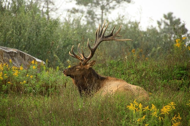 Free download elk animal nature bull wildlife free picture to be edited with GIMP free online image editor