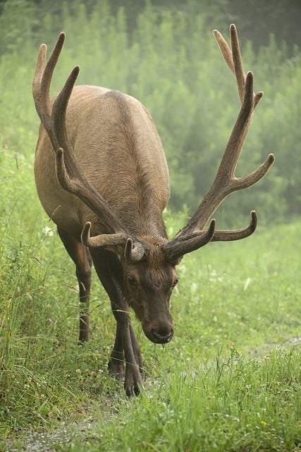 Free download elk bull antlers velvet wildlife free picture to be edited with GIMP free online image editor