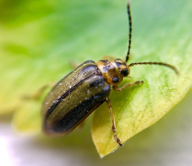 Free download Elm Leaf Beetle Bug Insect -  free photo or picture to be edited with GIMP online image editor