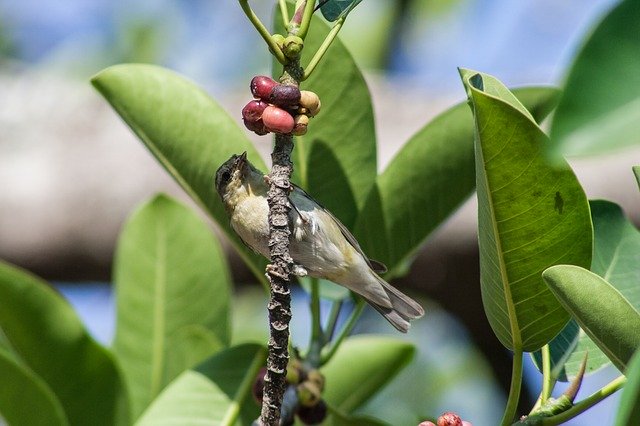 Free download El Salvador Birds Of -  free photo or picture to be edited with GIMP online image editor