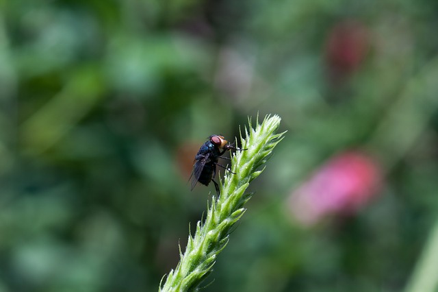 Free download el salvador macro photography macro free picture to be edited with GIMP free online image editor